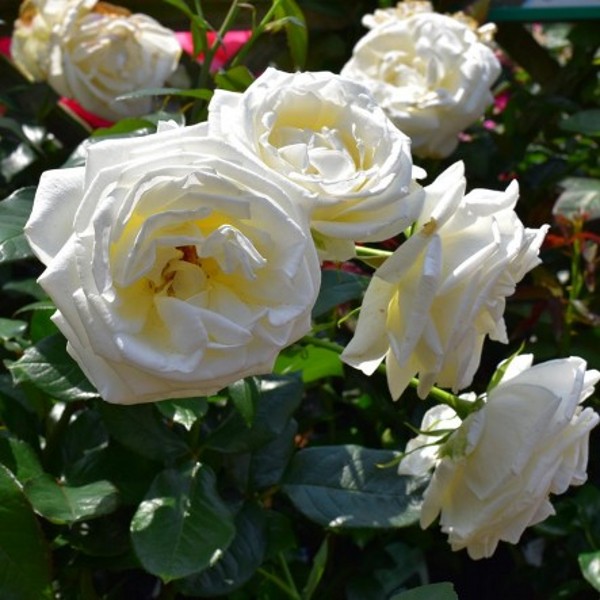 Silver Anniversary Hybrid Tea Garden Roses Pococks Roses The Cornish Rose Company 